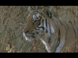MS Bengal tiger walking through forest, Bannerghata NP, India Stock Footage