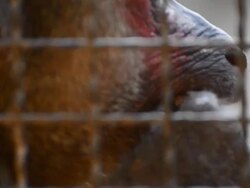 Monkey Stock Footage