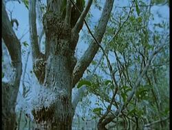 MS Flooded forest, tilt down to underwater view, South America Stock Footage