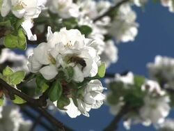 HD: Bee on a blossom Stock Footage