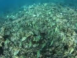 Tahitian Fish and Ocean Floor Stock Footage