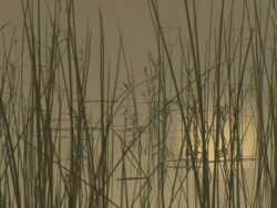 MS Shot of early morning sun reflecting on water surface of large pan / Okavango Delta, North-West District, Botswana Stock Footage