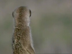 Meerkat (Suricata suricatta) looks around MS, Namaqualand, South Africa Stock Footage