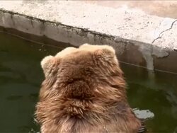 Brown bear in the water. Stock Footage
