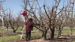 VOICED : US farmers farm hands look News Clip