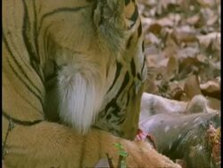 CU Royal Bengal tiger, Panthera tigris tigris, eating kill in jungle, Bandhavgarh National Park, India Stock Footage