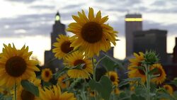 Sunflower Cityscape Stock Footage