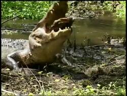 Alligator grabbing Terrapin in mouth after Terrapin keeps slipping out, Brazos Bend State Park, Texas, USA Stock Footage
