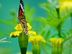 Monarch butterfly Stock Footage