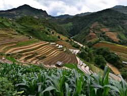 terraced rice field in Mu Chang Chai, Vietnam Stock Footage