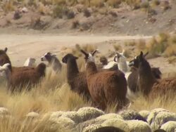 CU of large group of Llamas moving through field, Boliivia Stock Footage