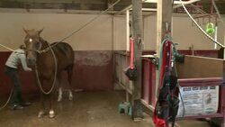 CLEAN : Western style riding makes a comeback News Clip