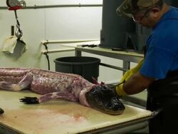 Market For Alligator Meat Booms In Florida Stock Footage