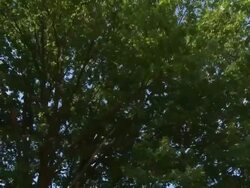 HD CRANE: Treetop Stock Footage