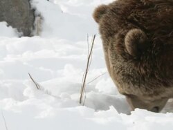 MS SLO MO Grizzly bear walking in snow / Livingstone, Montana, United States Stock Footage