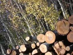 Pile of Logs Stock Footage