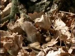 MCU Vole struggling to move acorn across forest floor, UK Stock Footage