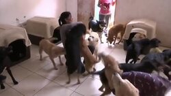 Woman opens her home to sick and injured dogs Instructional Video