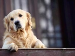 Dog lying down. Stock Footage