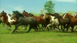Herd of wild horses running past large group of Native American Indians on horseback wearing headdresses Stock Footage