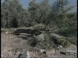 Israeli forces kill five Palestinian militants in separate incidents News Clip