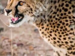 SLO MO CU Leopard In Defending Position Stock Footage