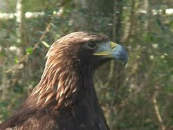 Golden Eagle portrait Stock Footage