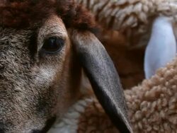 Black sheep sad Stock Footage