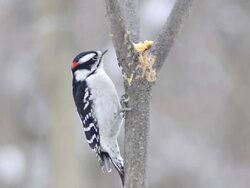MS View of Male downy woodpecker (Picoides pubescens) pecks at homemade suet in  fork of small tree / Valparaiso, Indiana, United States Stock Footage
