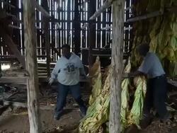 Maryland Tobacco Farm Begins Harvest Stock Footage