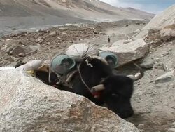 MS CU Yaks loading with packs climbing up mountainside  / YamanouchiÂŒÃ¦, NaganoÂŒÃ¦, Japan Stock Footage