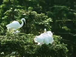 Cattle Egret Stock Footage