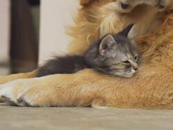 HD SUPER SLOW-MO: Kitten Sleeping On A Dog's Leg Stock Footage