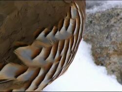Red-legged Partridge (Alectoris rufa) feet on snow tilt up to head, Andalucia, Spain Stock Footage