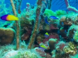 Reef, fish underwater, blue and yellow little fish. Eleuthera, Bahamas, North Atlantic Ocean  Stock Footage