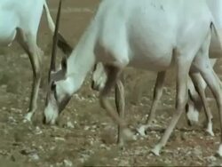 MS group of  Arabian Oryx, Oryx leucoryx walking and grazing wild in Jiddat al Harasis desert, Oman Stock Footage