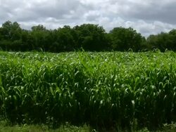 Corn field Stock Footage