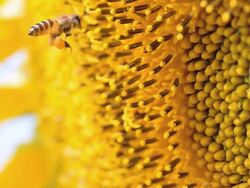 side view : bee aim at sunflower Stock Footage