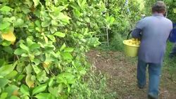 Migrant survivors harvest fresh produce in farms Instructional Video