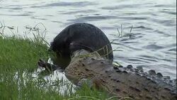 Alligators eat a wildebeest near a grassy bank in Florida. Stock Footage