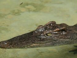 Crocodile Stock Footage