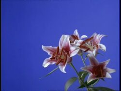 T/L flower - CU Stem of white and pink day lily opening, against blue screen Stock Footage