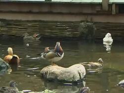 Pull Back Shot Ducks Safari World Bangkok Thailand Stock Footage
