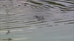 An alligator slowly turns in a river. Stock Footage