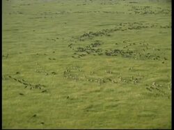 Aerial WA herd of Zebras and Wildebeest, running in lines across Savannah grass, Serengeti, Tanzania Stock Footage