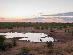 WS DS Rhinoceros By The Waterhole At Dusk Stock Footage