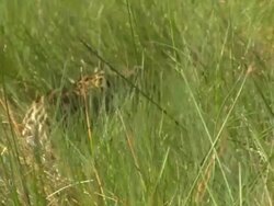 MS TS Shot of leopard walking through floodplain water observing surroundings / Okavango Delta, North-West District, Botswana Stock Footage