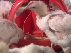 Baby Chicken Stock Footage