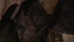 Light flickers around vampire bats in a cave. Stock Footage