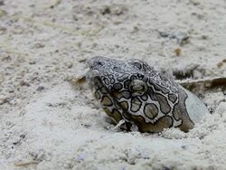White Moray Eel Stock Footage